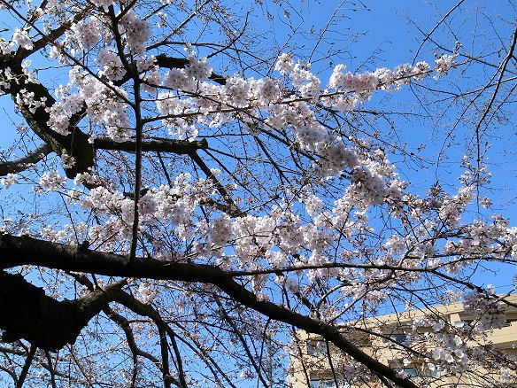 石神井川の桜.JPG